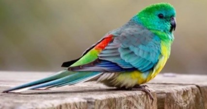 Red-rumped parrot Red-rumped parrot.