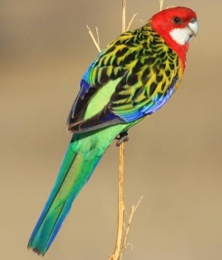 Eastern rosella Eastern rosella