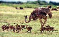 A group of ostriches in a field.
