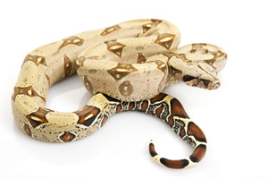 Creamy coloured snake curled up with more prominent brown markings on tail 
