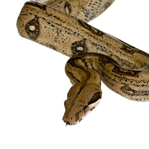 Boa constrictor