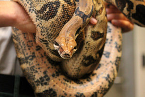 Copper and black snake wrapped around human hands