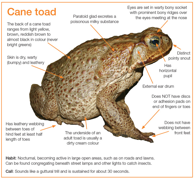 Diagram showing characteristics of the cane toad as described in the text to follow