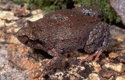 Very bumpy dark brown frog