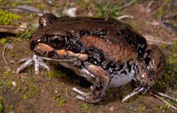 Brown and black striped frog with white belly