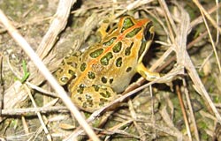 Pale coloured frog with green blotches and an orange tinge