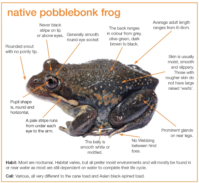 Diagram showing characteristics of the native pobblebonk frog as described in the text to follow}