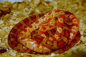Two curled up orange and copper coloured snakes