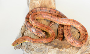 Orange slim snake curled up in tree branch