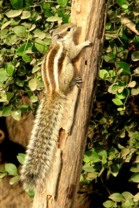 Bushy tailed squirrel climbing tree
