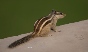 Brown and golden striped squirrel