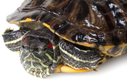 Turtle with head pulled straight back into it's shell