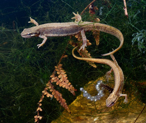 Two newts on branches with long tails