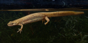 Grey brown newt on dark background