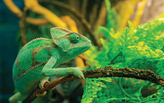 Close up image of a green chameleon on a branch.