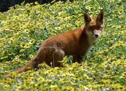 Wild fox standing in a field of daisies 
