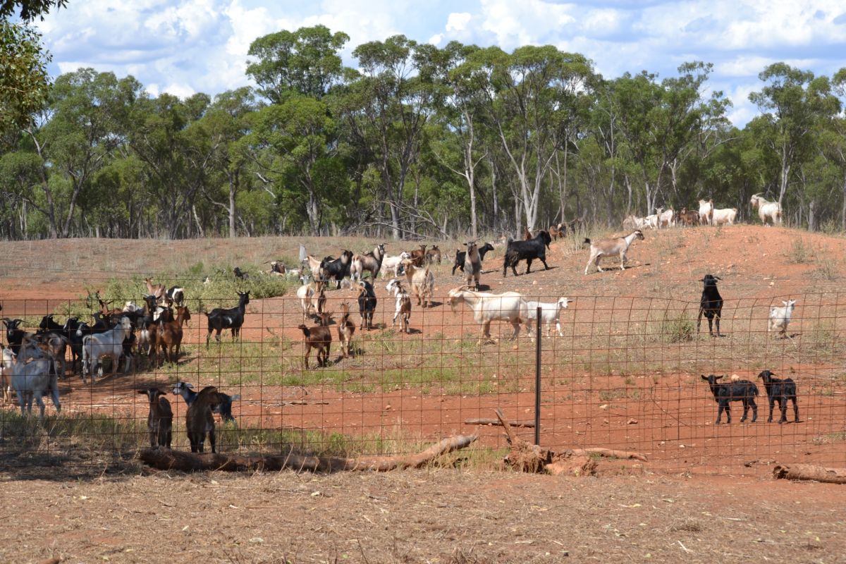 Herd of goats behind wire fence