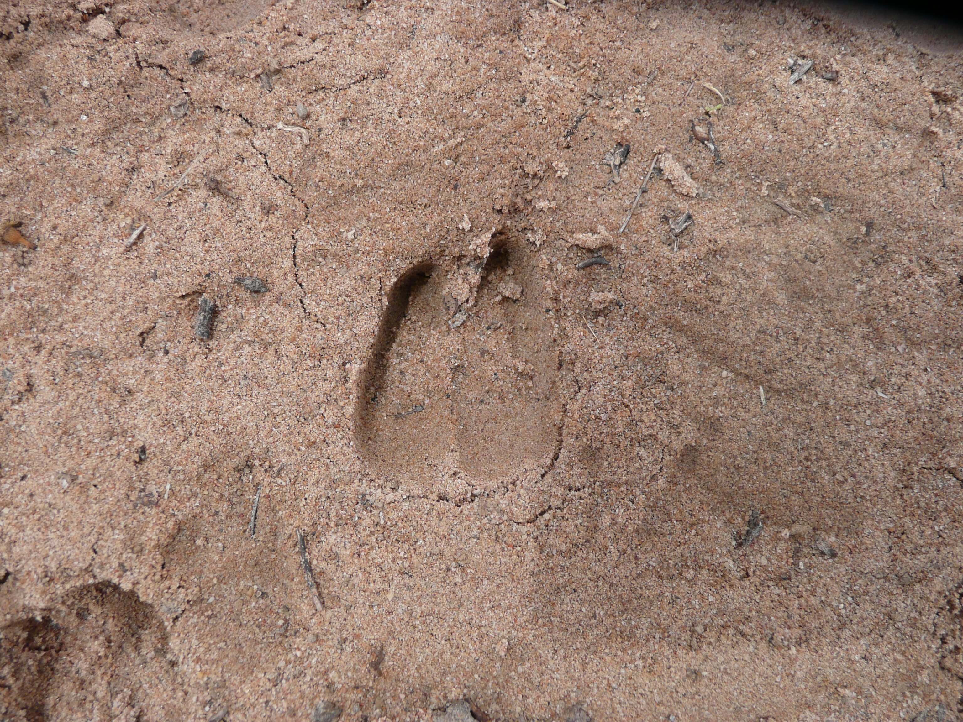 Goat tracks in dried mud. Round with cloven hoof.
