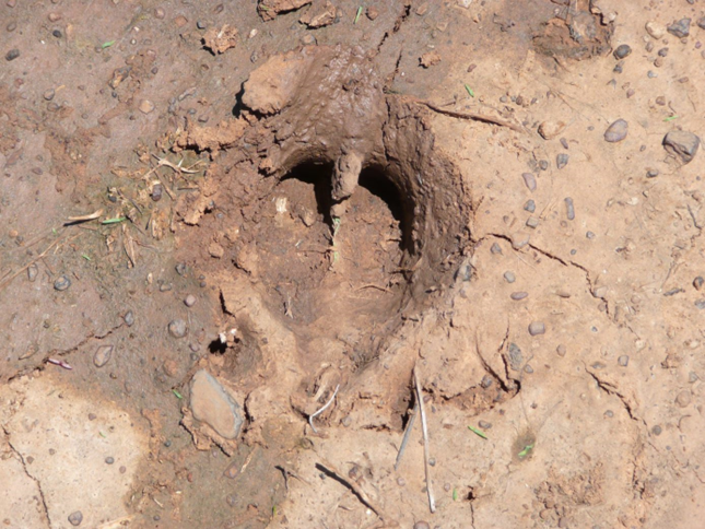 Figure 2 Feral pig hoof print