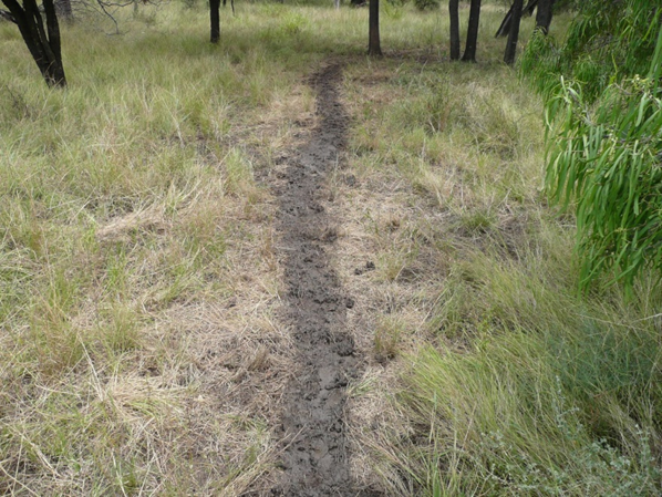 Feral pig track