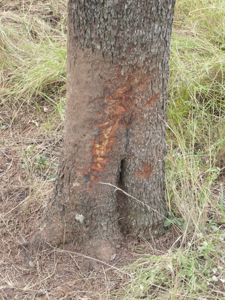 Feral pig tree rub 