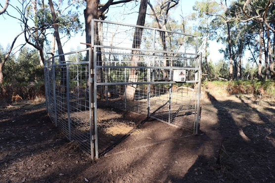 Remote activated trap with guillotine door