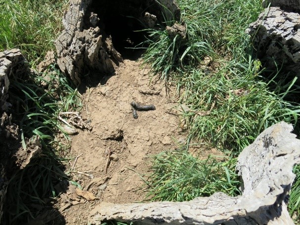 Fox den in old tree hollow, fox scats sit outside entrance