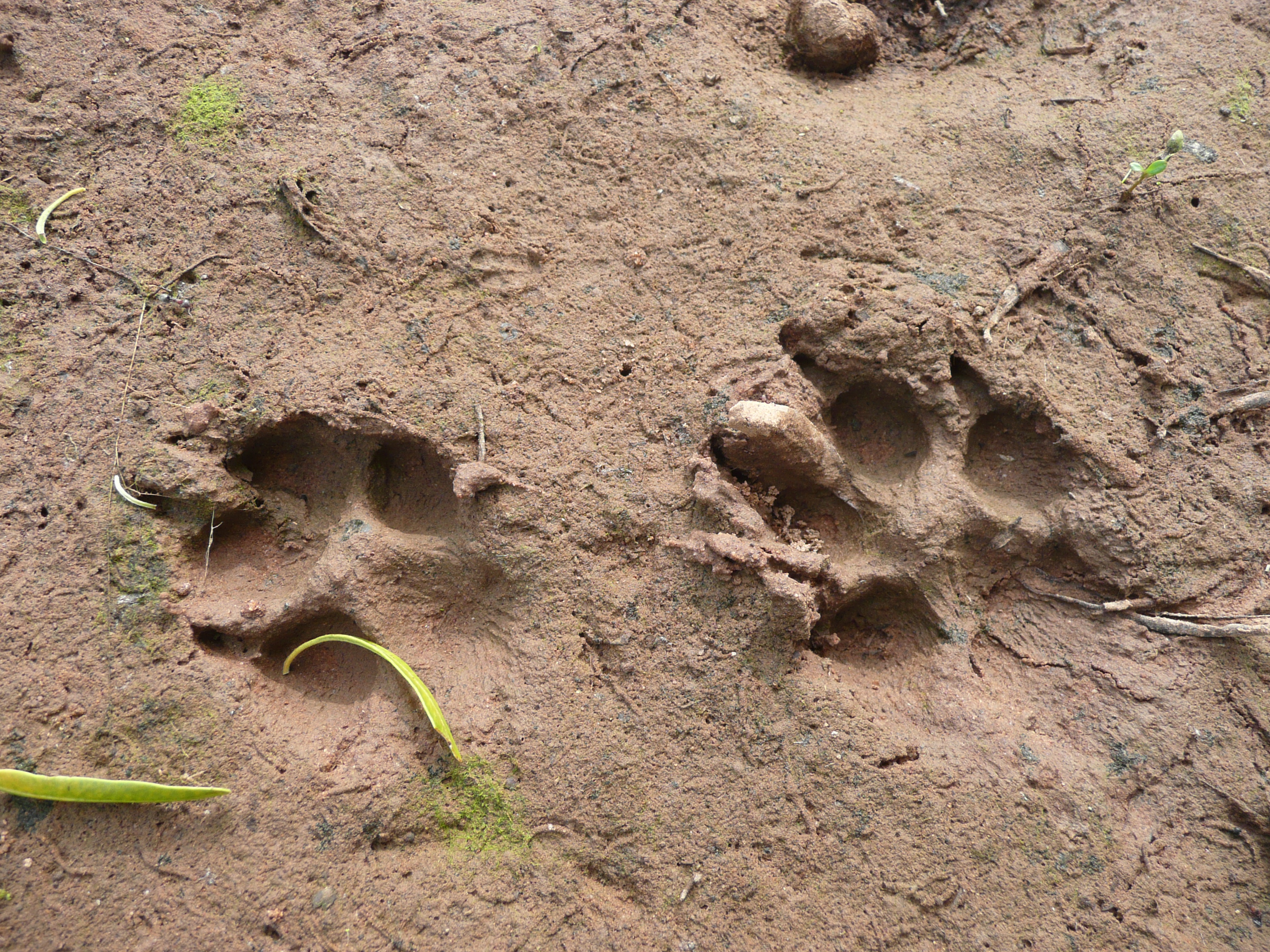Fox footprints in dirt