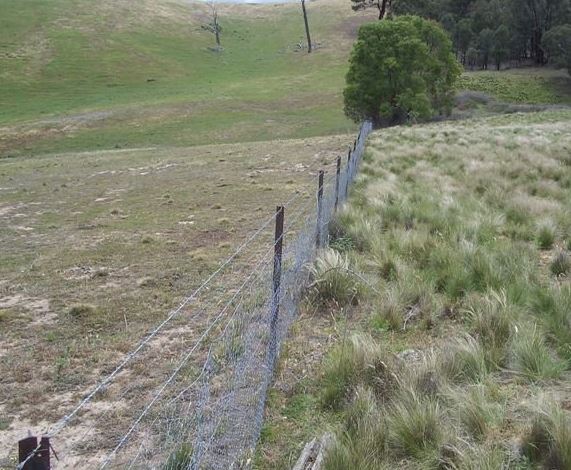 Wire fence in paddock. Very short grass on left side of fence. Longer grass on right side.