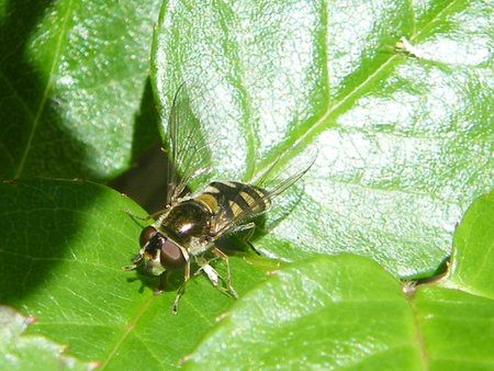Fly with yellow striped back on green leafy plant
