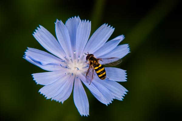 Yellow and black striped fly on a purple flower
