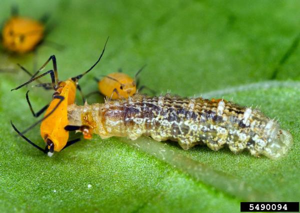 Caterpillar looking lava eating an orange aphid, green plant in background