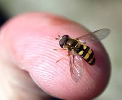 Yellow and black striped fly with only one pair of wings