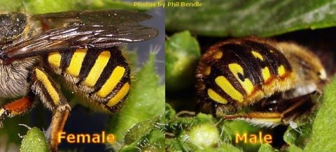 Female and male european wool carder bees