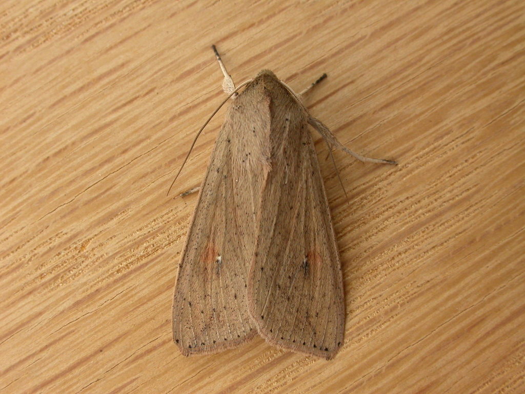 Figure 2: Adult common armyworm (<em>Mythimna convecta</em>). Common armyworm moth on a wooden surface.
