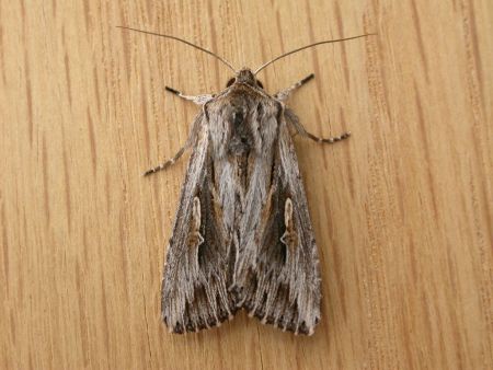 Figure 3: Adult southern armyworm (<em>Persectania ewingii</em>). Southern armyworm moth on wooden surface