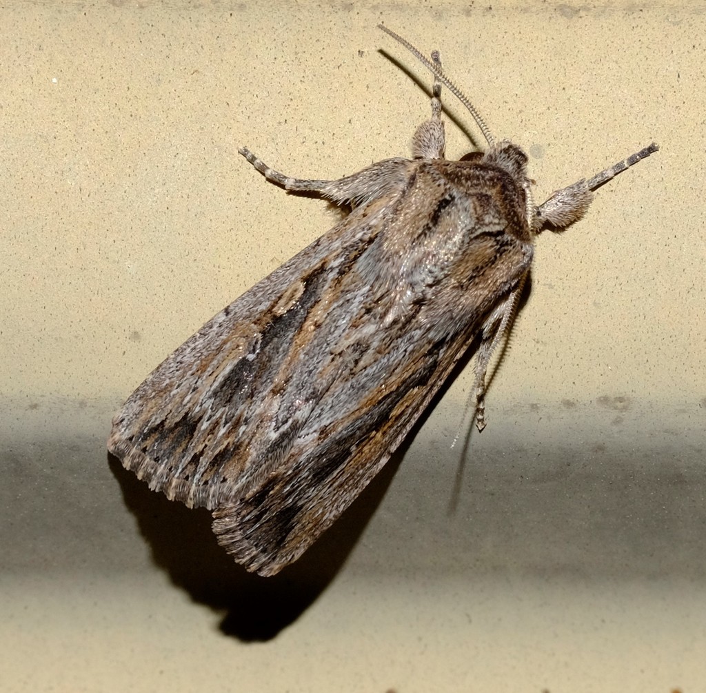 Figure 4: Adult inland armyworm (<em>Persectania dyscrita</em>).. Inland armyworm moth