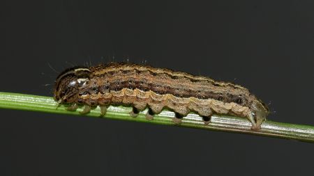 Figure 1: Southern armyworm larva. Photo of a southern armyworm larva on a green twig.