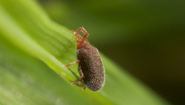 Adult Balaustium mite on green leaf