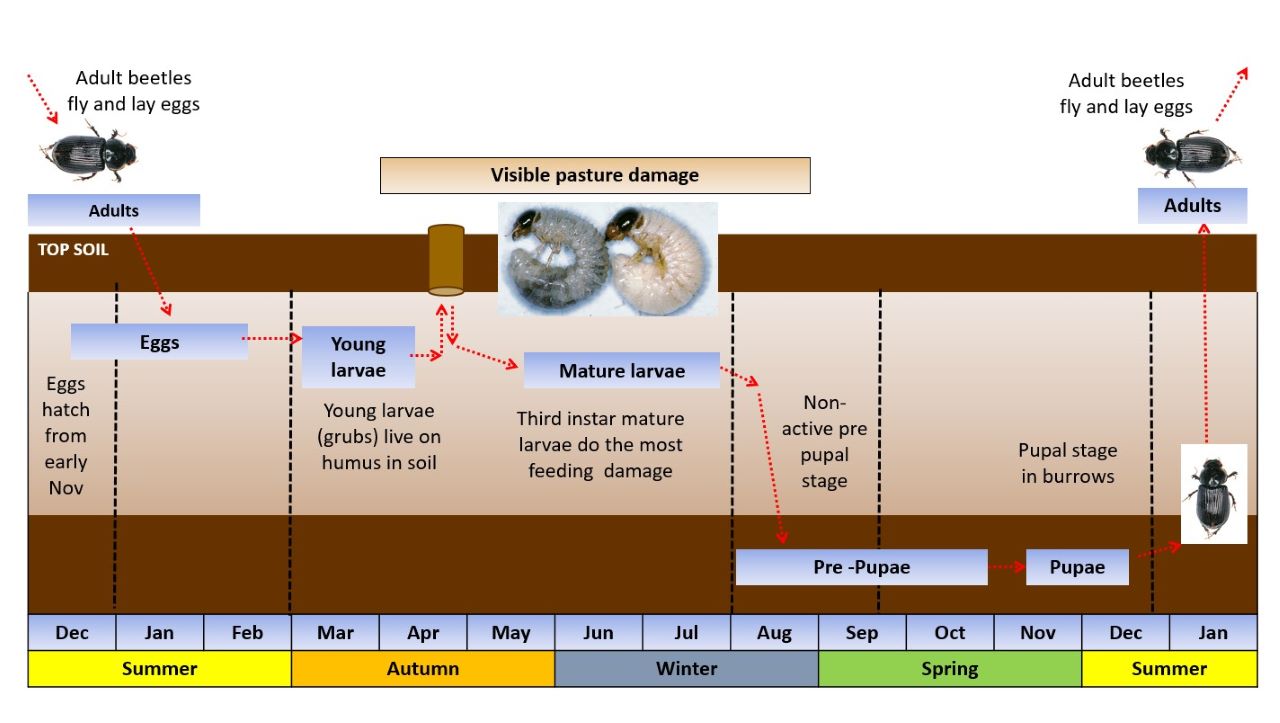 Lifecycle of blackheaded pasture cockchafer
