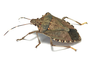 Figure 2: BMSB adult Adult BMSB on a white background.