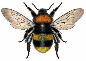 Figure 1: Large earth bumblebee, <em>Bombus terrestris</em>, queen Large earth bumblebee Bombus terrestris queen is bigger and more heavily built than the drones, workers and other species of bees