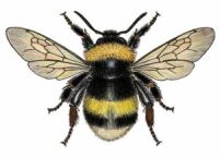 Figure 3: Large earth bumblebee <em>Bombus terrestris</em>, worker Large earth bumblebee Bombus terrestris worker is smaller than queens and drones but bigger than the European honey bee