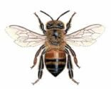 Figure 4: European honeybee, <em>Apis mellifera</em> European honey bee Apis mellifera is smaller than the bumblebee and less brightly coloured