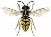 Figure 5: European wasp, <em>Vespula germanica</em> European wasp, <em>Vespula germanica</em>, is bright yellow and black, and less hairy than bumblebees or honey bees