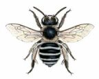 Figure 6: Blue-banded bee, <em>Amegilla pulchra</em> Blue-banded bee Amegilla pulchra