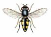 Figure 8: Hover fly, Syrphidae Hover fly Syrphidae is small, less hairy and has a bright yellow and black abdomen