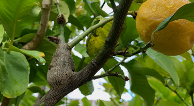 Photograph of lemon tree showing a citrus gall with exit holes.