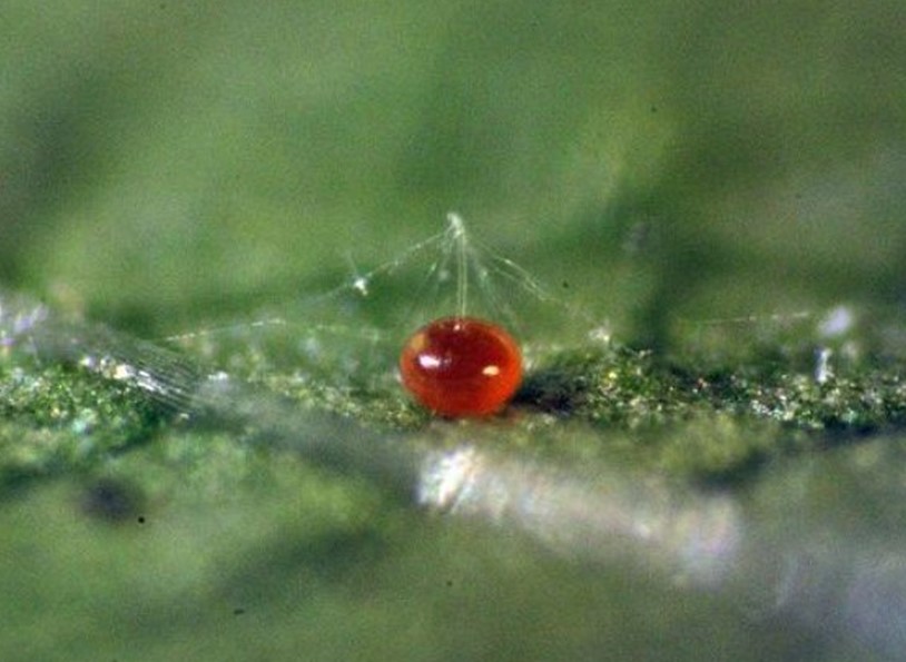 Closeup of citrus red mite egg on leaf surface.