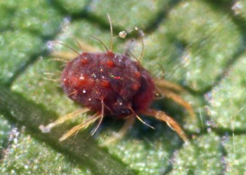 Citrus red mite adult on leaf surface.